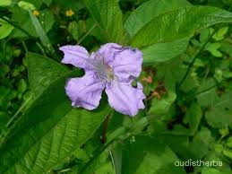 Ruellia strepens flower5.jpg